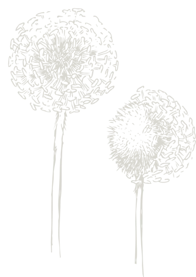 Dandelion