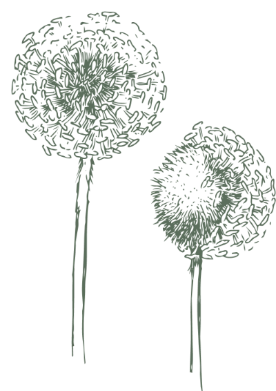 Dandelion